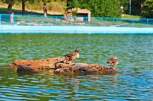 Duck Family — Stock Photo, Image