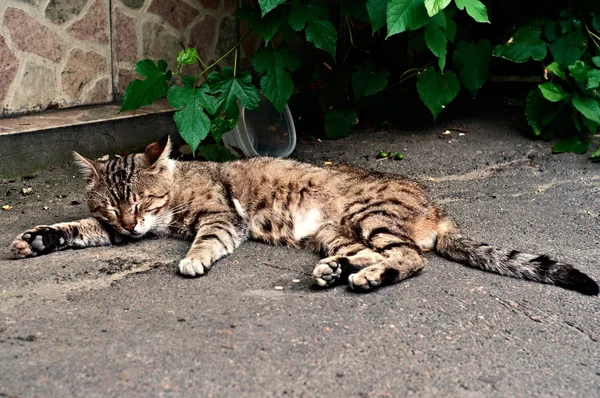 Gatto di strada addormentato — Foto Stock