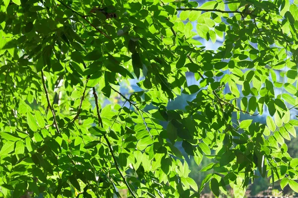 Grüne — Stockfoto