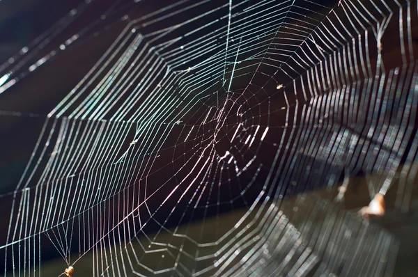 Sieć pająka — Zdjęcie stockowe