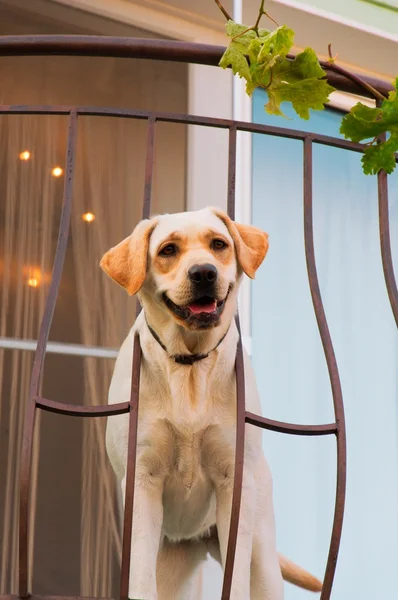 Labrador — Stock Photo, Image