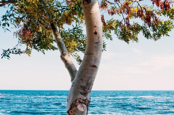 Tree Over The Sea — Stock Photo, Image