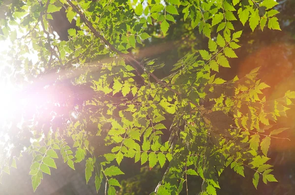 Bright Leaves — Stock Photo, Image