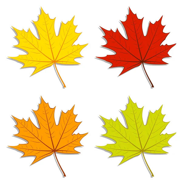 Maple Leaves — Stock Vector