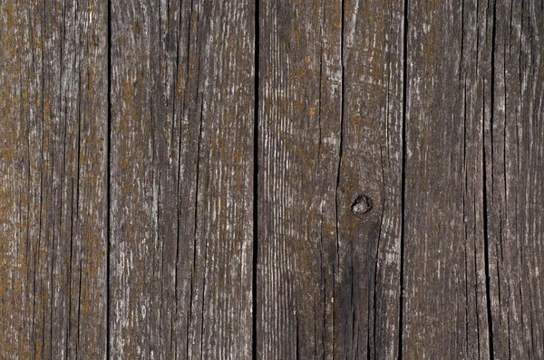 Fungus On Wooden Planks — Stock Photo, Image