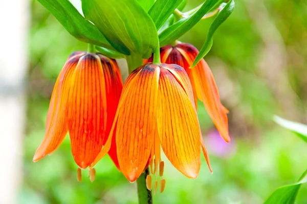 Floare de crin portocaliu — Fotografie, imagine de stoc