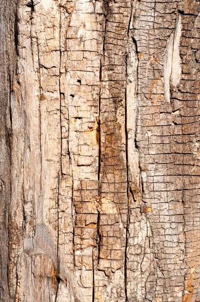 Droog hout — Stockfoto