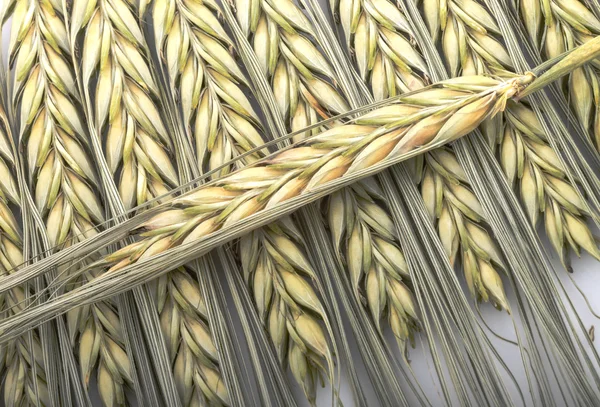 Wheat ear — Stock Photo, Image