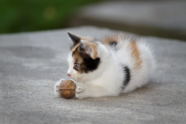 Gato brincando com bola de noz — Fotografia de Stock