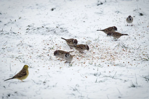 Tits and sparrows — Stock Photo, Image