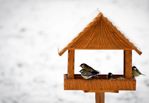Birds in hand made animal feeder — Stock Photo, Image