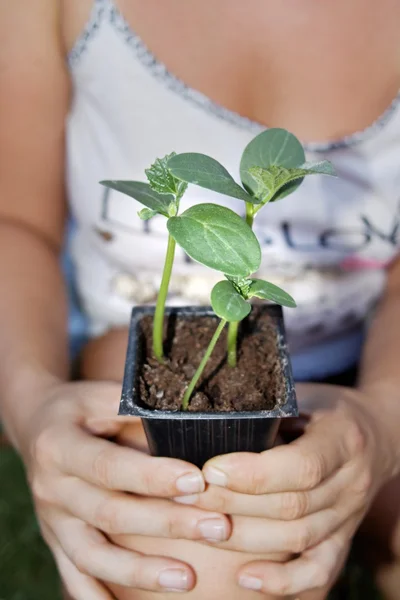 Jonge vrouw met jonge plant in haar handen — Stockfoto