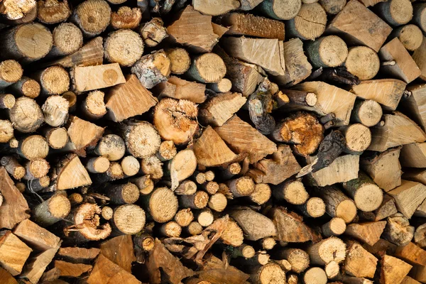 Árvore de madeira seca — Fotografia de Stock