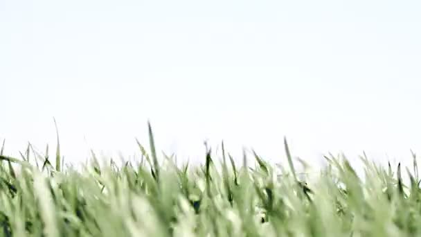 Grön gräs bakgrund — Stockvideo