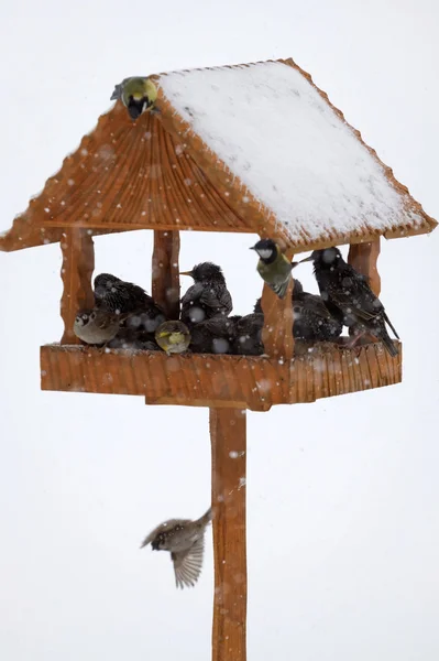Winter feeder — Stock Photo, Image