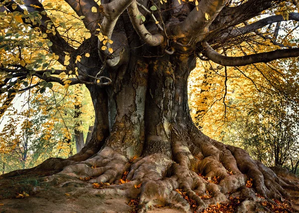 Hermoso parque árbol plano Imágenes de stock libres de derechos