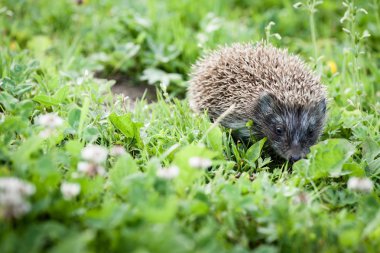 bahçede yürüyüş kirpi
