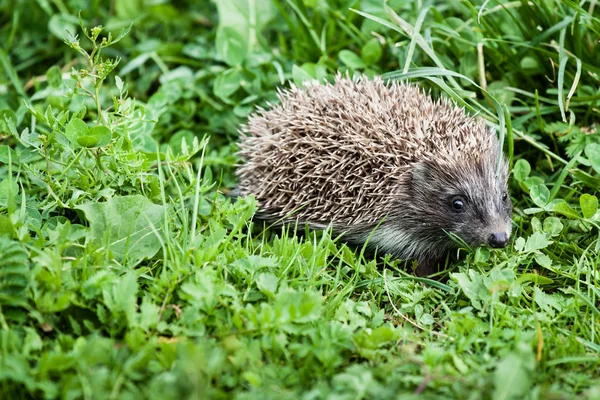 Hedgehog walking in garden — Stock Photo, Image