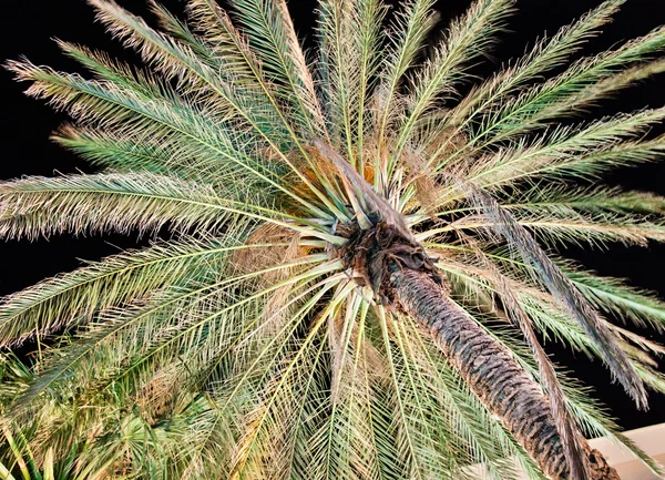 Underlit palmbomen in een resorthotel in Palm Desert — Stockfoto