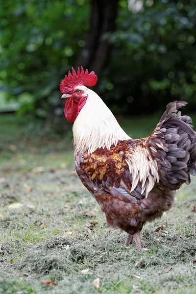 Gallina gris —  Fotos de Stock