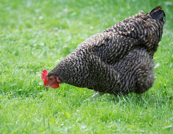 Gallina gris —  Fotos de Stock