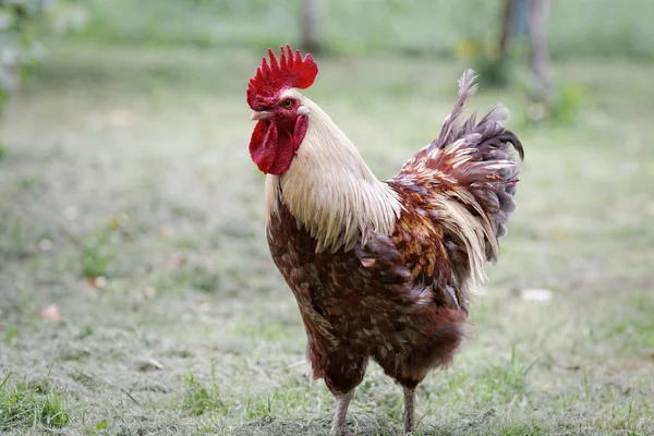 organik tarım