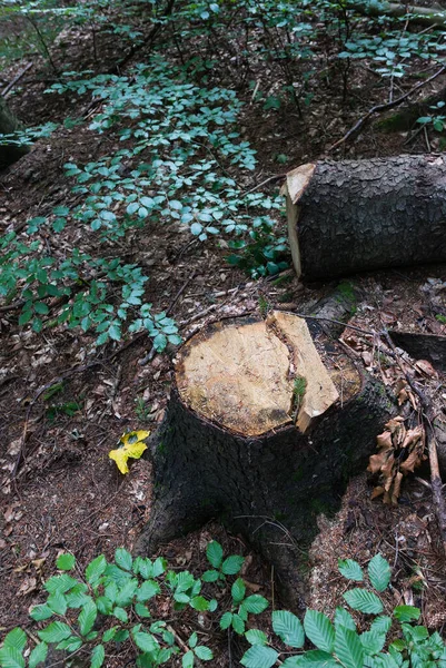 Tree Cutting Forest Deforestation Natural Environment Lumber Industry Occupation —  Fotos de Stock