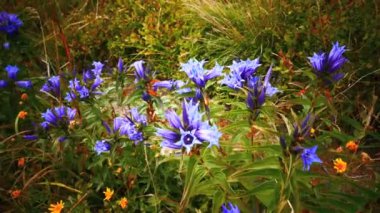 Willow gentian flower plan in Bieszczady National Park in Poland.