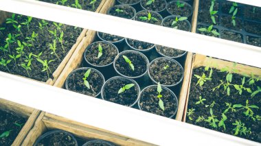 Evdeki beyaz LED lambaların altında tahta ve karton kutularda fidanlar yetişiyor..