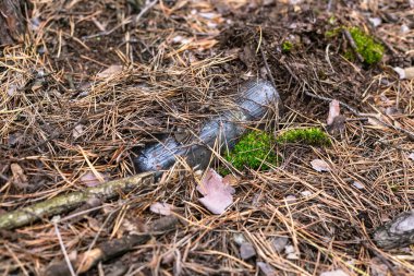 Çam ormanında yerde cam bir şişe..