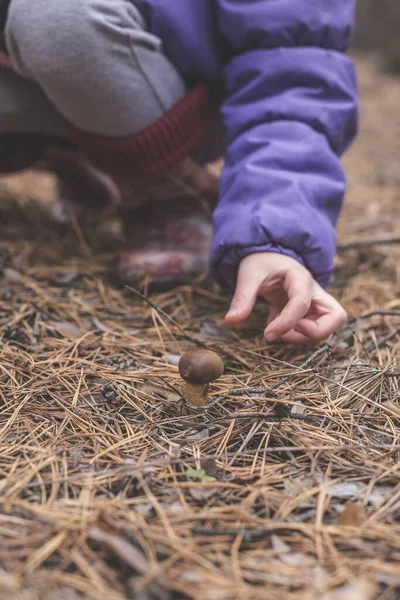 Ένα Παιδί Προσπαθεί Συλλέξει Βρώσιμα Μανιτάρια Στο Δάσος — Φωτογραφία Αρχείου