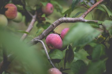 Yağmurdan sonra sabah elma ağacının güzel manzarası. Elmanın üstüne yağmur damlası. Canlı ve yumuşak ortam ışığına sahip tonlu bir fotoğraf..