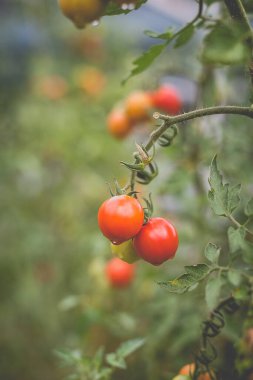 Yağmurdan sonra kırsalda bir ev bahçesinde kırmızı kiraz domateslerinin güzel manzarası. Sert gölgeler olmadan yumuşak sabah aydınlatması.