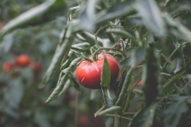 Kırsaldaki bir serada güzel bir kırmızı domates manzarası. Sert gölgeler olmadan yumuşak sabah aydınlatması.