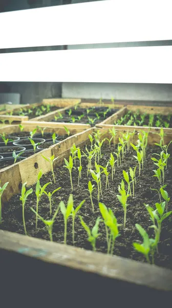 Growing Seedlings Wooden Cardboard Boxes White Led Lamps Home — Stock Photo, Image