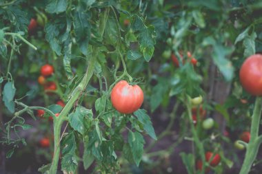 Kırsaldaki bir serada güzel bir kırmızı domates manzarası. Sert gölgeler olmadan yumuşak sabah aydınlatması.