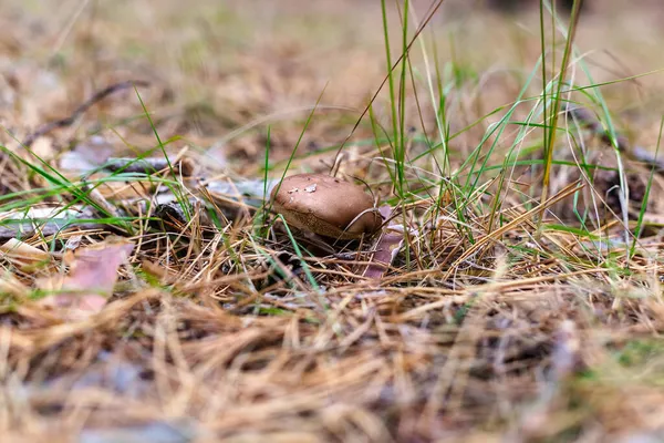 松树林中美丽的可食蘑菇 — 图库照片