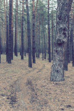 Sonbaharda çam ormanında yol.
