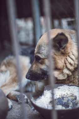 Yaşlı bir kuşhanede büyük üzgün bir çoban. Tonlanmış, tarz fotoğrafı.