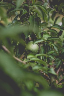 Yağmurdan sonra sabah elma ağacının güzel manzarası. Elmanın üstüne yağmur damlası. Canlı ve yumuşak ortam ışığına sahip tonlu bir fotoğraf..