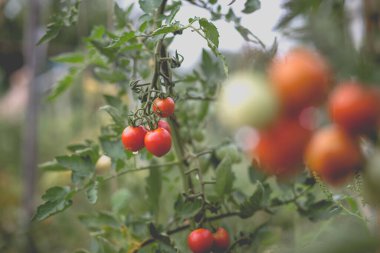 Yağmurdan sonra kırsalda bir ev bahçesinde kırmızı kiraz domateslerinin güzel manzarası. Sert gölgeler olmadan yumuşak sabah aydınlatması.