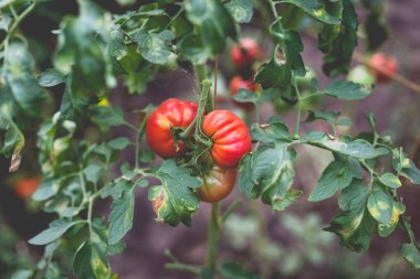 Kırsaldaki bir serada güzel bir kırmızı domates manzarası. Sert gölgeler olmadan yumuşak sabah aydınlatması.