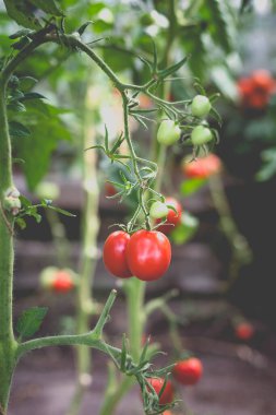 Kırsaldaki bir serada kırmızı kiraz domateslerinin güzel manzarası. Sert gölgeler olmadan yumuşak sabah aydınlatması.