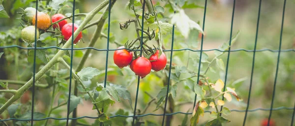Vacker Utsikt Över Röda Körsbärstomater Hemträdgård Landet Efter Regn Mjuk — Stockfoto