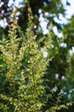 Bir dal esrar ve marihuana. Kenevir, kenevir güzel ağaç.