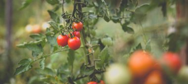 Yağmurdan sonra kırsalda bir ev bahçesinde kırmızı kiraz domateslerinin güzel manzarası. Sert gölgeler olmadan yumuşak sabah aydınlatması.