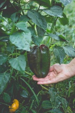 Kırsaldaki bir sebze bahçesinde bir kadının elinde kocaman güzel bir biber..