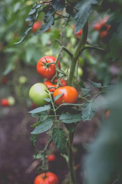 Kırsaldaki bir serada kırmızı kiraz domateslerinin güzel manzarası. Sert gölgeler olmadan yumuşak sabah aydınlatması.