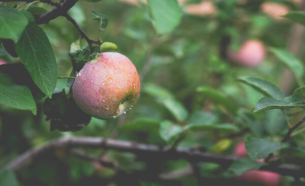 Прекрасный вид на яблоню утром после дождя. Капли дождя на яблоко. Тонизированное фото с виньетированием и мягким светом окружающей среды.