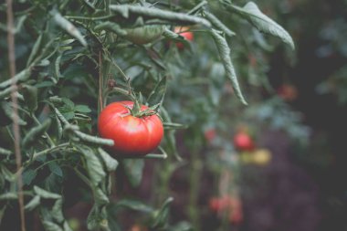 Kırsaldaki bir serada güzel bir kırmızı domates manzarası. Sert gölgeler olmadan yumuşak sabah aydınlatması.